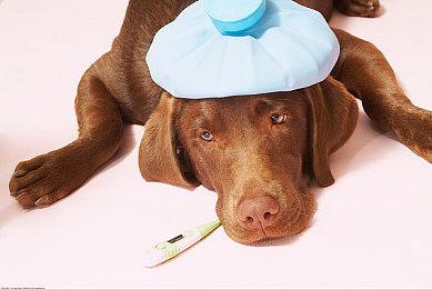 《屁屁侦探 噗噗 未来的名侦探登场》中文版将于夏季发售！